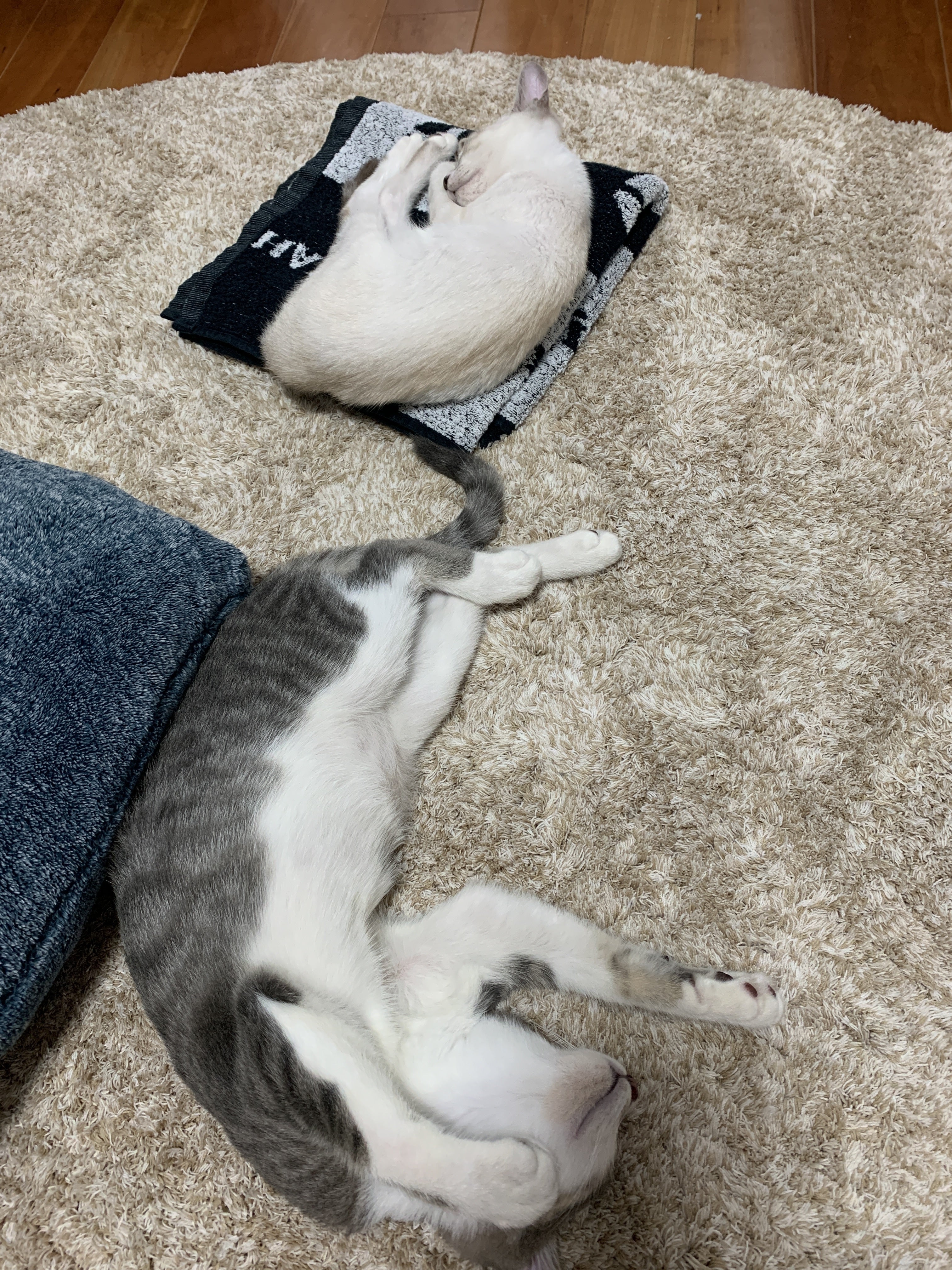 保護猫兄弟のとうふを猫伝染性腹膜炎 Fip から救いたい ご協力お願いします Campfire キャンプファイヤー 保護猫兄弟のとうふを猫伝染性腹膜炎 Fip から救いたい ご協力お願いします Campfire キャンプファイヤー