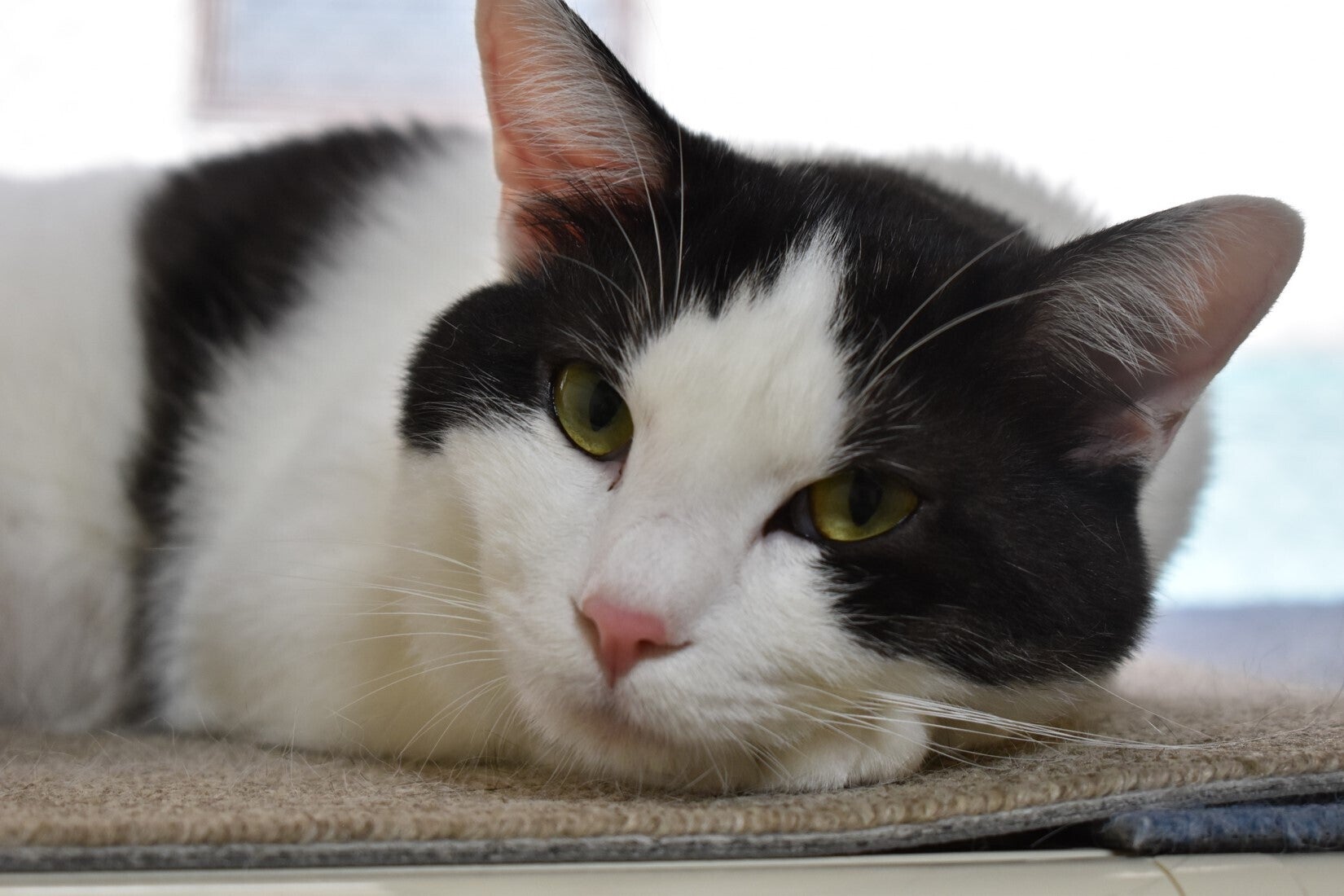 なると君の兄弟のしかまる君 この子も譲渡ができないそうです。