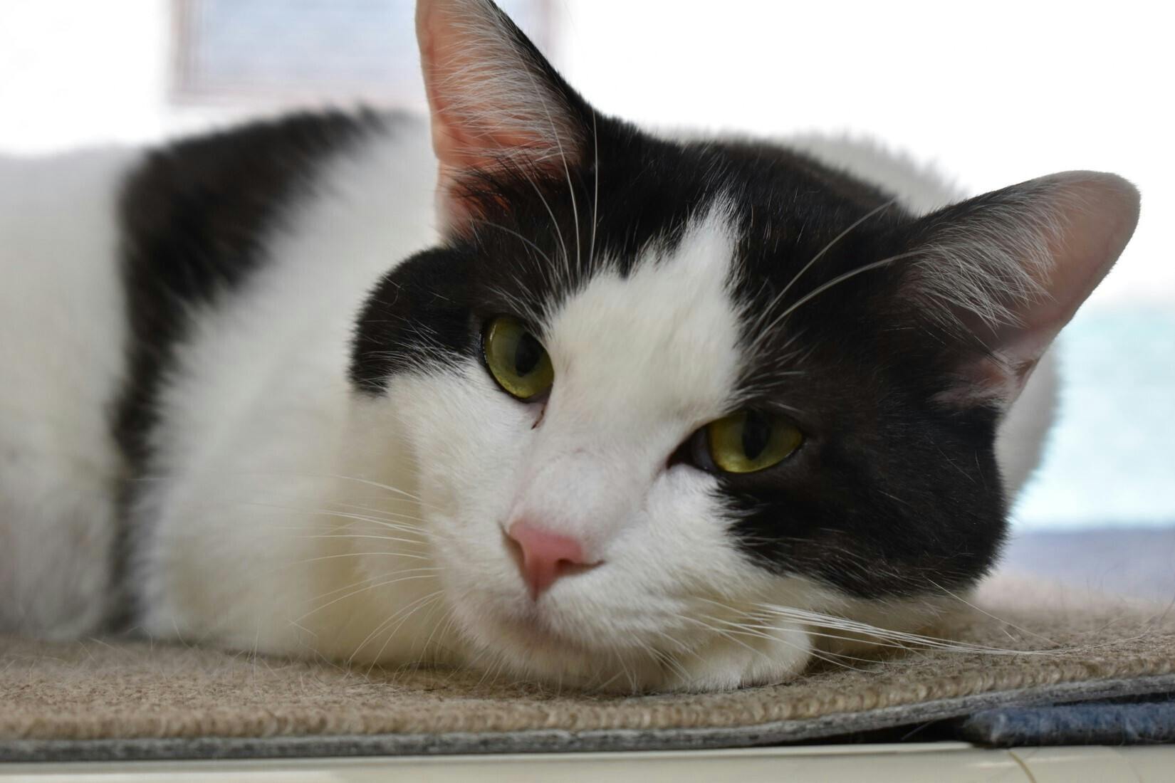 なると君の兄弟のしかまる君 この子も譲渡ができないそうです。