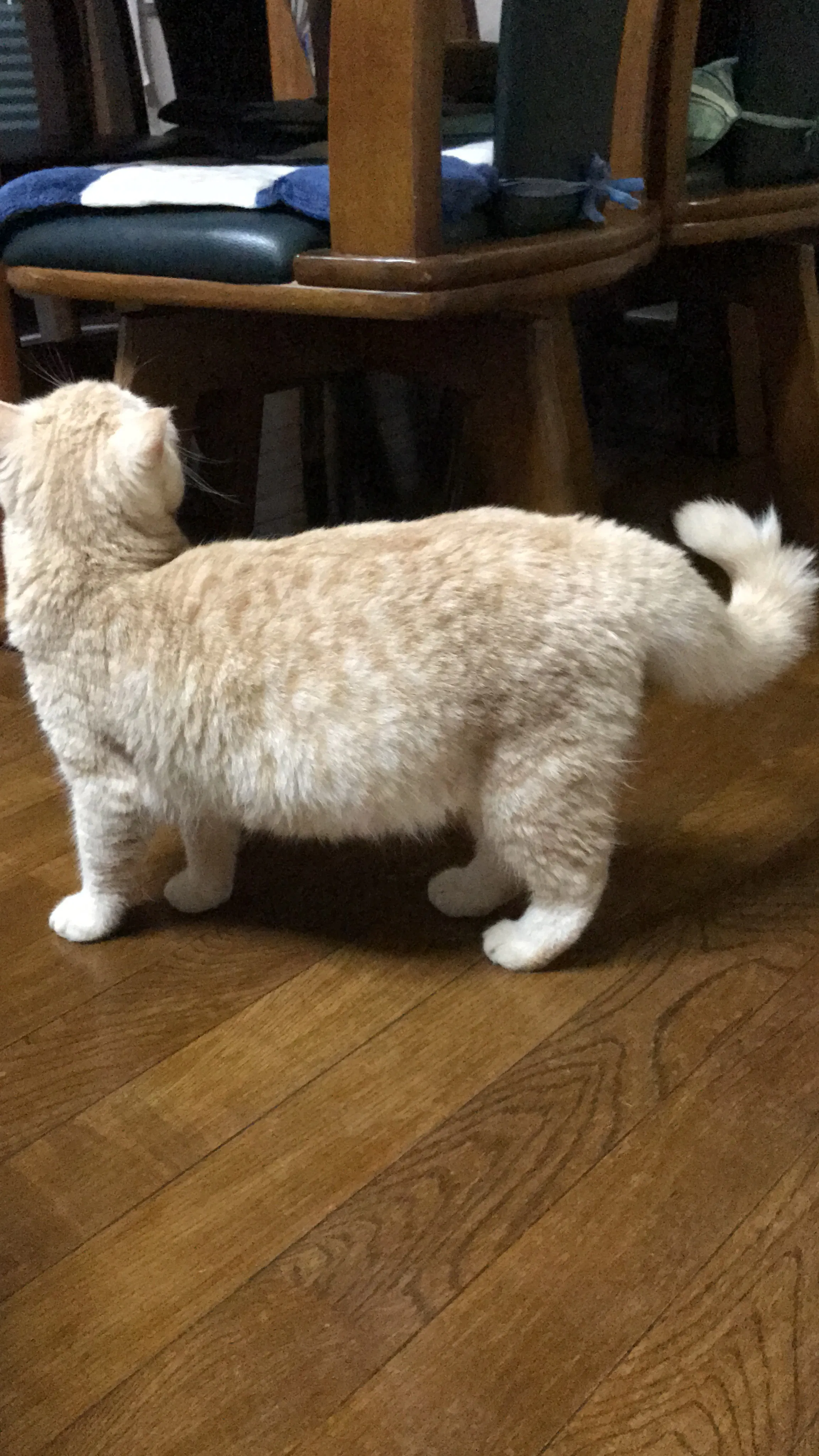 致死率ほぼ100 のfip 猫伝染性腹膜炎 から愛猫のるるを救いたい Campfire キャンプファイヤー