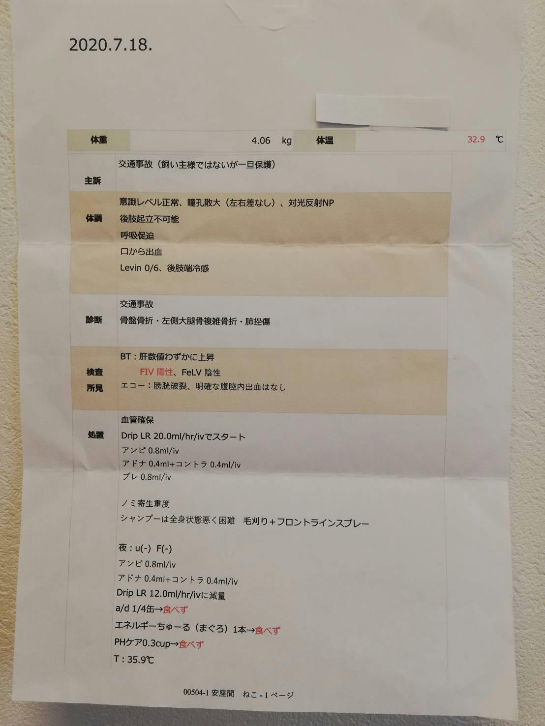交通事故で粉砕骨折し排尿障害の可能性がある保護ネコの治療費ご支援のお願いです Campfire キャンプファイヤー 交通事故で粉砕骨折し排尿障害の可能性がある保護ネコの治療費ご支援のお願いです Campfire キャンプファイヤー