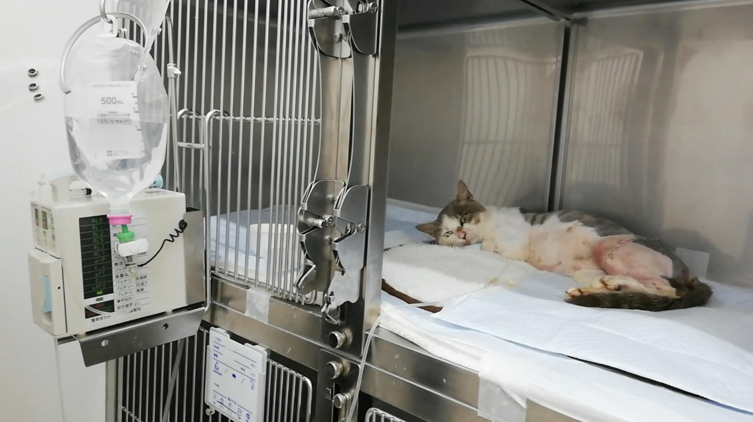 交通事故で粉砕骨折し排尿障害の可能性がある保護ネコの治療費ご支援のお願いです Campfire キャンプファイヤー 交通事故で粉砕骨折し排尿障害の可能性がある保護ネコの治療費ご支援のお願いです Campfire キャンプファイヤー