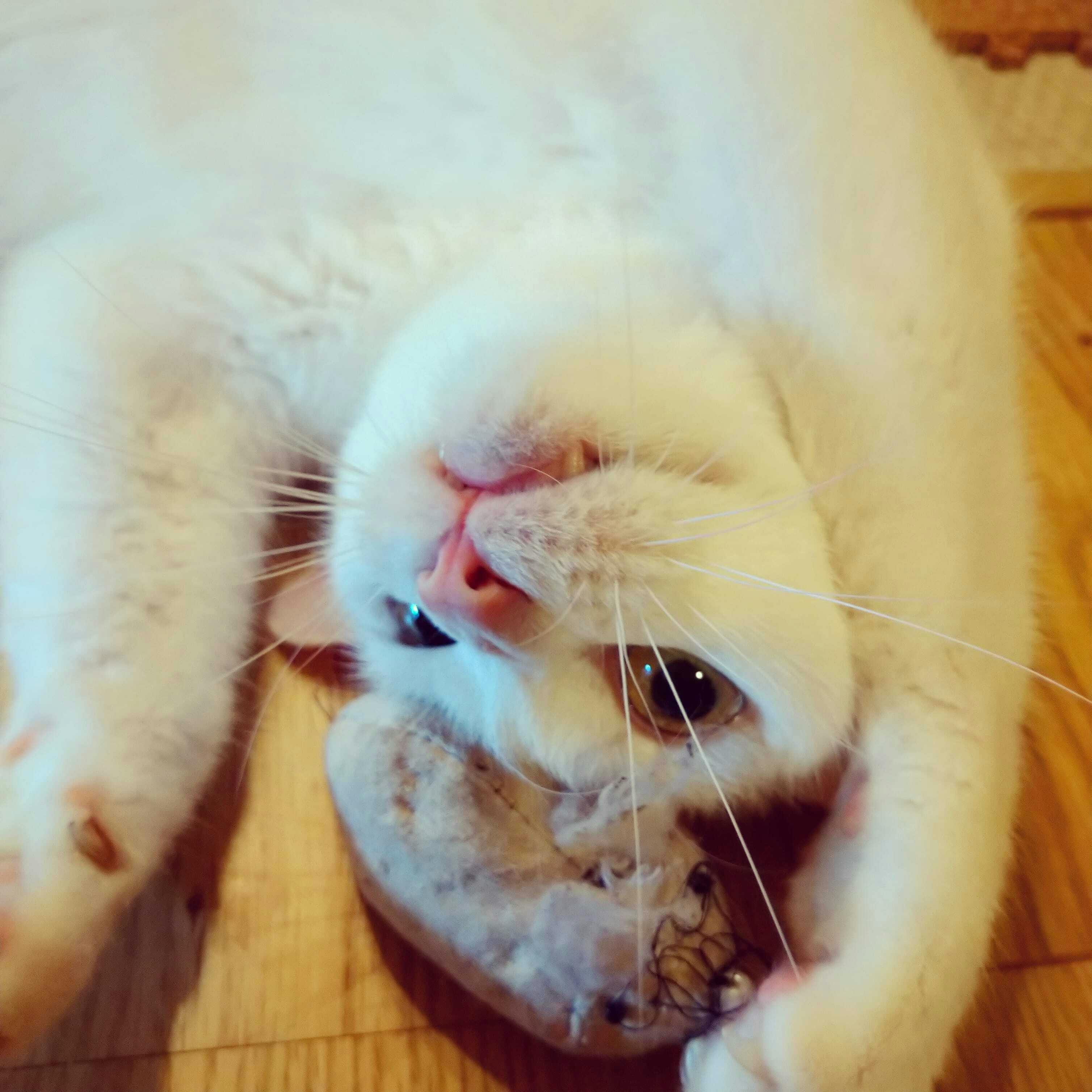 Fip 猫伝染性腹膜炎 保護猫 はんぺん太の命を繋いでいただけませんか Campfire キャンプファイヤー