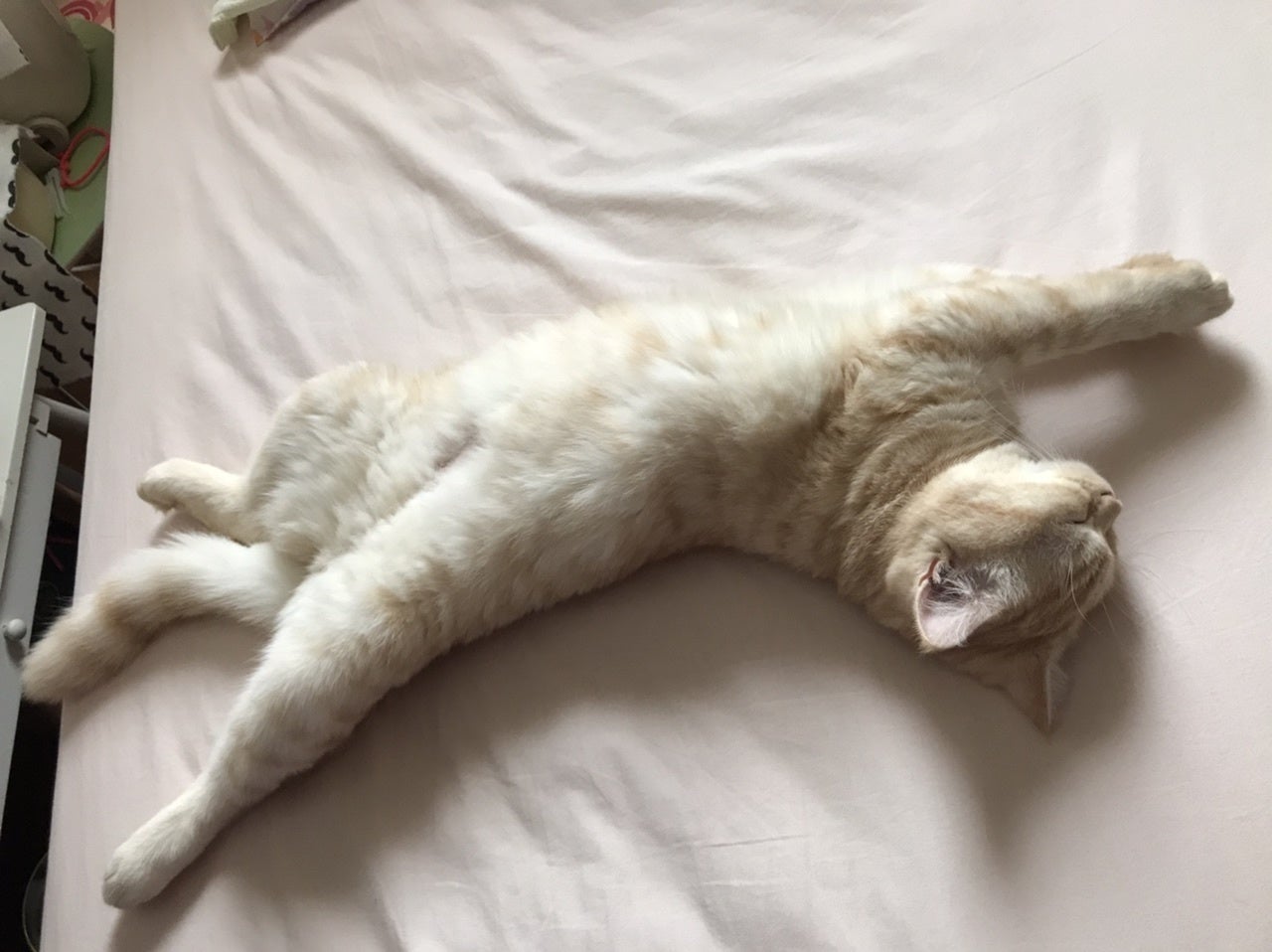 致死率ほぼ100 のfip 猫伝染性腹膜炎 から愛猫のるるを救いたい Campfire キャンプファイヤー 致死率ほぼ100 のfip 猫伝染性腹膜炎 から愛猫のるるを救いたい Campfire キャンプファイヤー