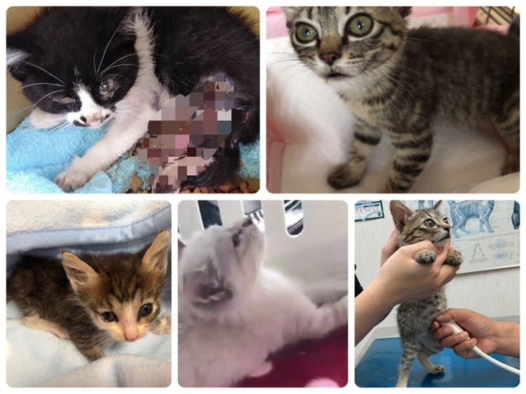 ボクたちもっと生きたいよ 病気や怪我の5匹の子猫ちゃんを助けてください Campfire キャンプファイヤー ボクたちもっと生きたいよ 病気や怪我の5匹の子猫ちゃんを助けてください Campfire キャンプファイヤー