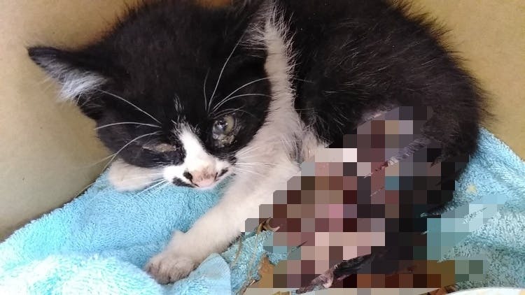 ボクたちもっと生きたいよ 病気や怪我の5匹の子猫ちゃんを助けてください Campfire キャンプファイヤー ボクたちもっと生きたいよ 病気や怪我の5匹の子猫ちゃんを助けてください Campfire キャンプファイヤー