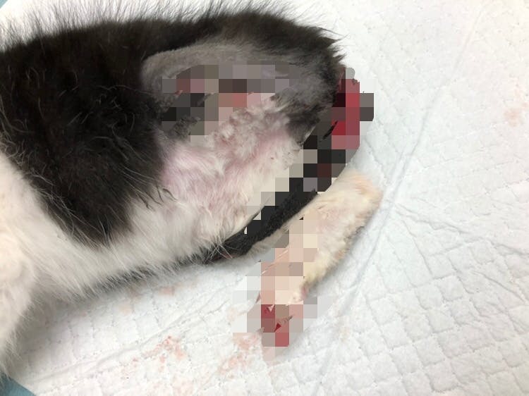 ボクたちもっと生きたいよ 病気や怪我の5匹の子猫ちゃんを助けてください Campfire キャンプファイヤー ボクたちもっと生きたいよ 病気や怪我の5匹の子猫ちゃんを助けてください Campfire キャンプファイヤー