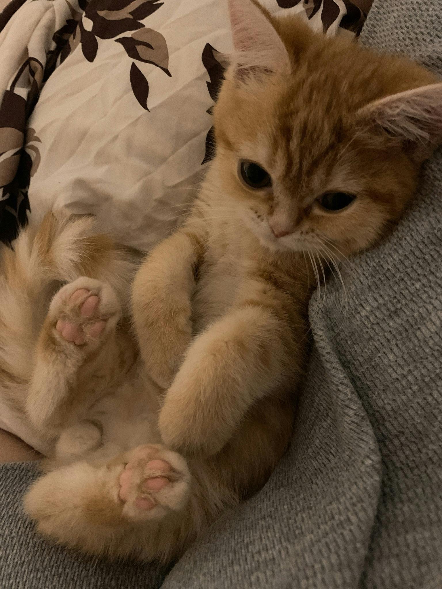 助けてください 生後3ヶ月でfip 猫伝染性腹膜炎 と闘うまるに未来を与えたい Campfire キャンプファイヤー 助けてください 生後3ヶ月でfip 猫伝染性腹膜炎 と闘うまるに未来を与えたい Campfire キャンプファイヤー