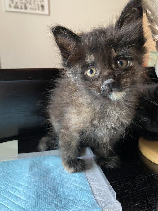 鎖肛 生まれつき障害を持った保護猫あんこちゃんの治療にご協力お願いします Campfire キャンプファイヤー 鎖肛 生まれつき障害を持った保護猫あんこちゃんの治療にご協力お願いします Campfire キャンプファイヤー