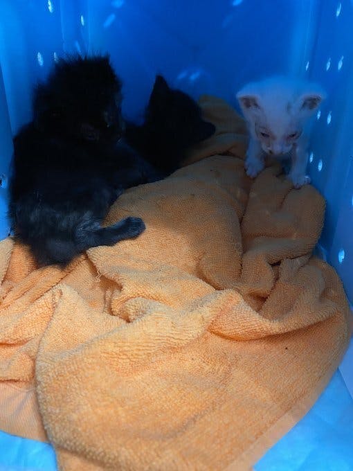 鎖肛 生まれつき障害を持った保護猫あんこちゃんの治療にご協力お願いします Campfire キャンプファイヤー 鎖肛 生まれつき障害を持った保護猫あんこちゃんの治療にご協力お願いします Campfire キャンプファイヤー
