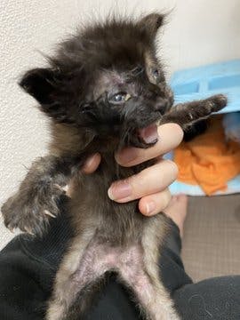 鎖肛 生まれつき障害を持った保護猫あんこちゃんの治療にご協力お願いします Campfire キャンプファイヤー 鎖肛 生まれつき障害を持った保護猫あんこちゃんの治療にご協力お願いします Campfire キャンプファイヤー