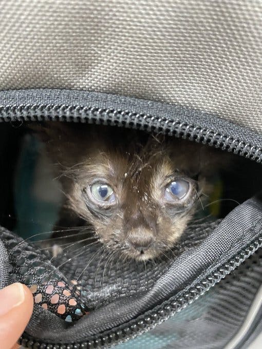 鎖肛 生まれつき障害を持った保護猫あんこちゃんの治療にご協力お願いします Campfire キャンプファイヤー