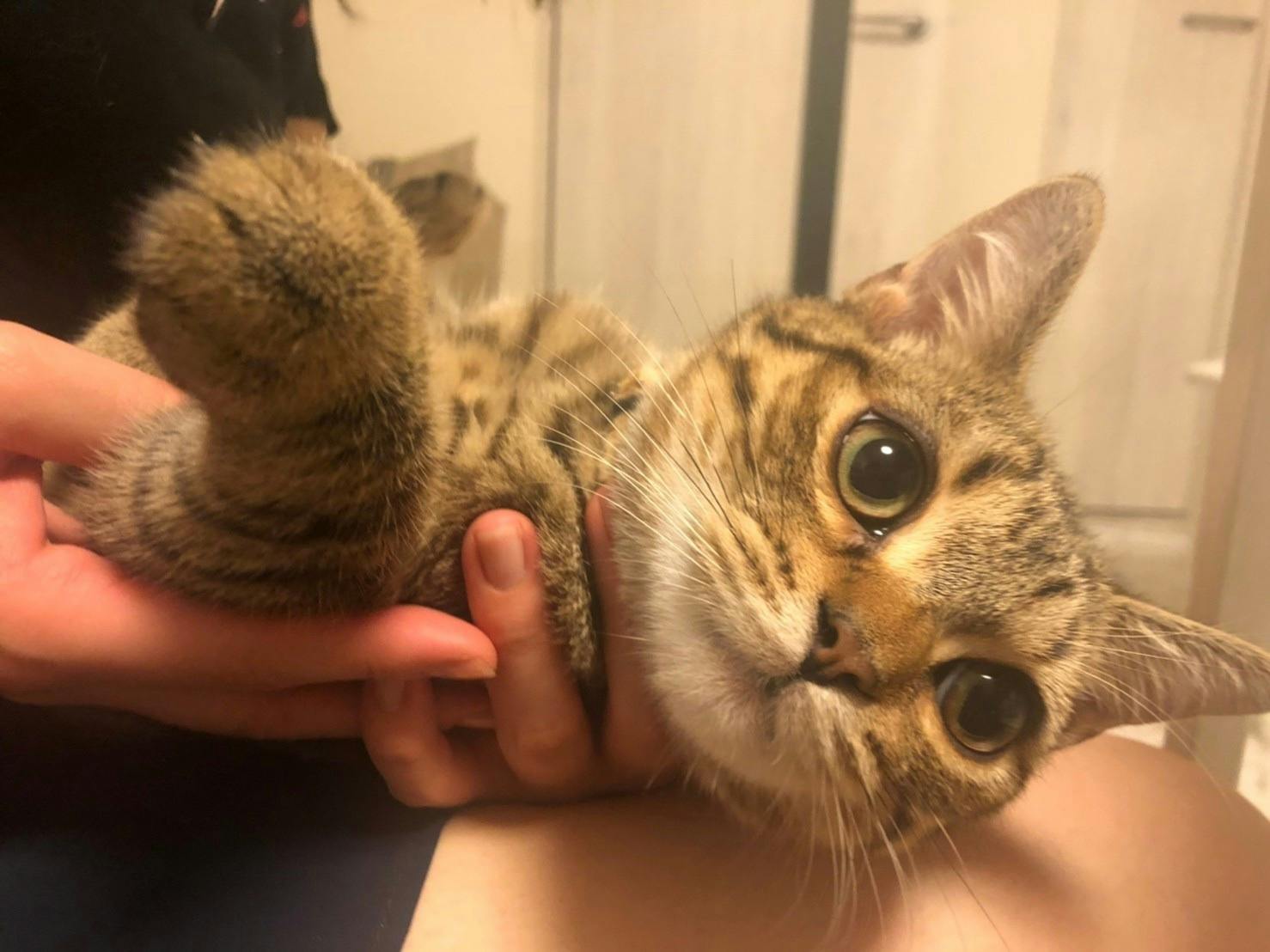 命を救って下さい 猫伝染性腹膜炎 Fip の治療費支援のお願いです Campfire キャンプファイヤー 命を救って下さい 猫伝染性腹膜炎 Fip の治療費支援のお願いです Campfire キャンプファイヤー