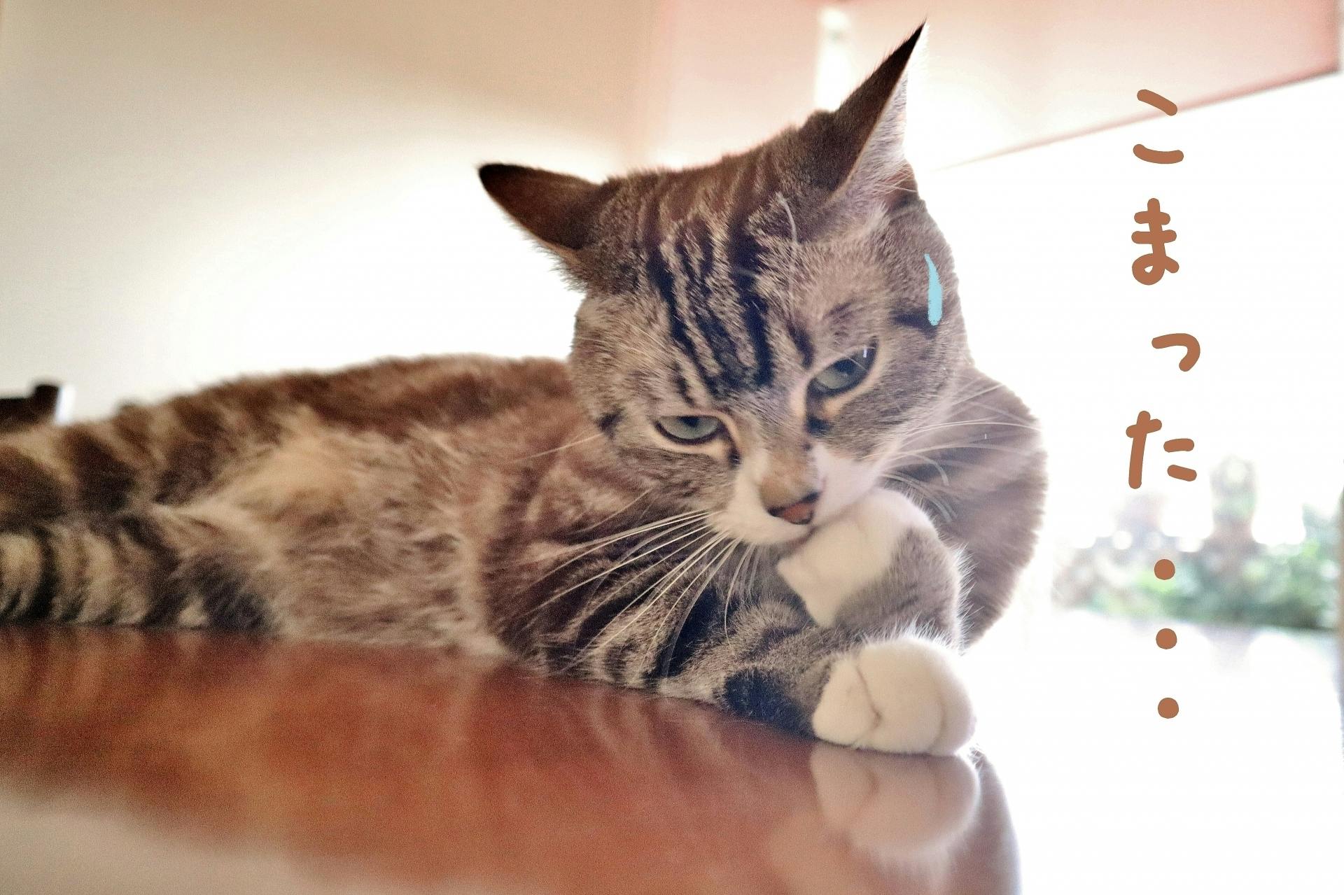 猫と一緒にどこでもお出かけできる ねこ別荘カート は 大切な猫のくつろぎ空間 Campfire キャンプファイヤー 猫と一緒にどこでもお出かけできる ねこ別荘カート は 大切な猫のくつろぎ空間 Campfire キャンプファイヤー