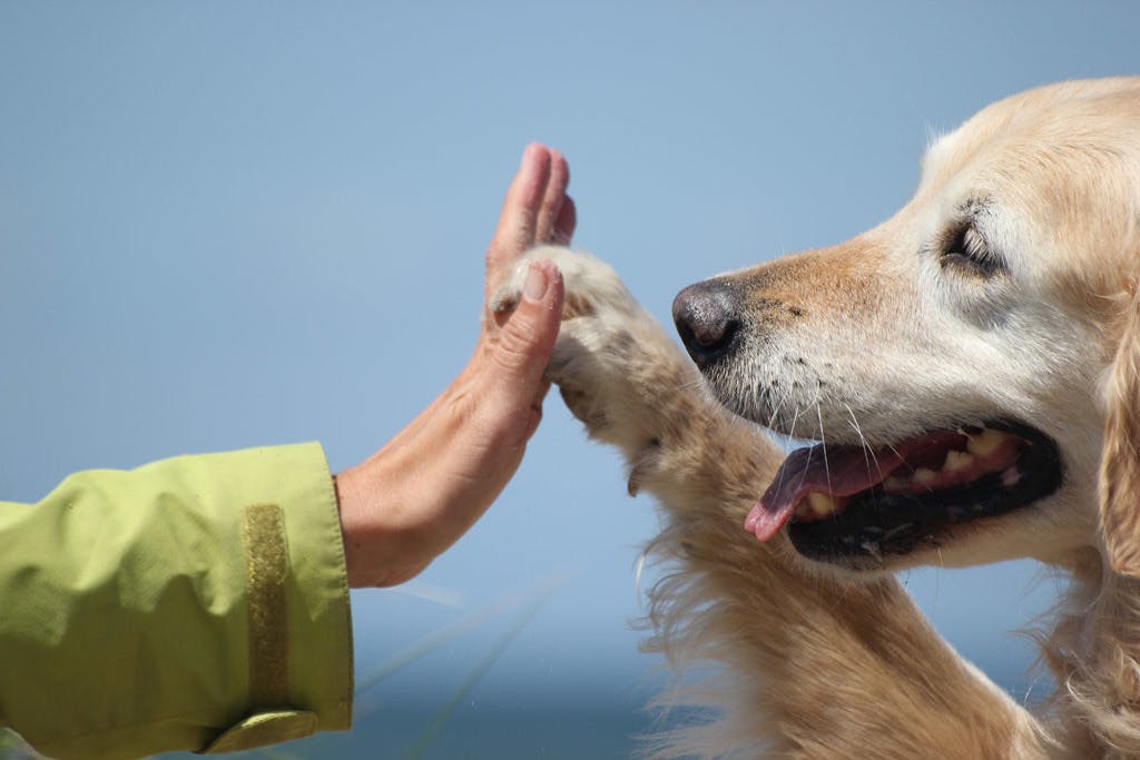 今日からできるペットの予防医学 大切な愛犬を守るために Campfireコミュニティ