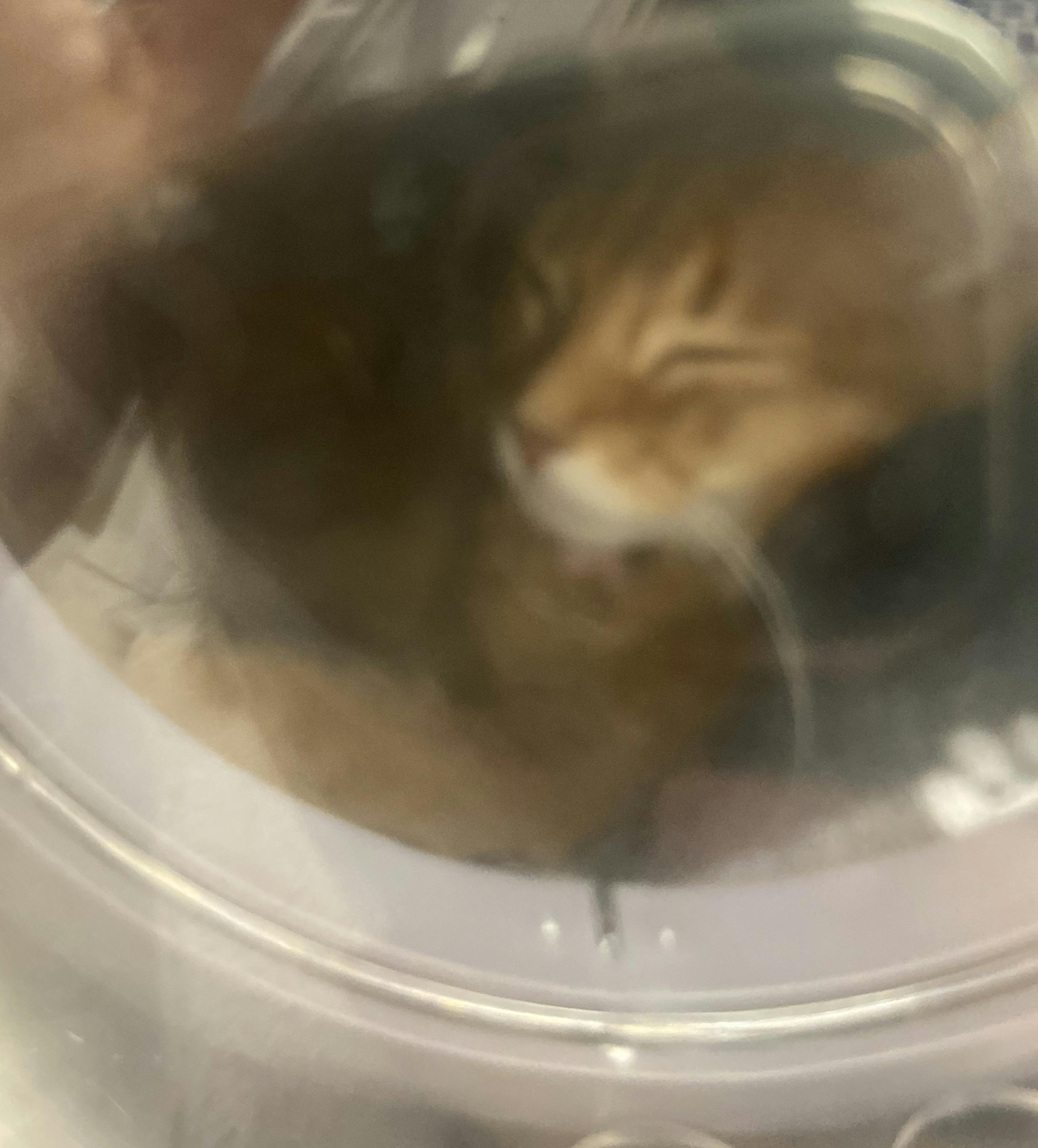致死率99 9 猫伝染性腹膜炎 Fip にかかったマロンを救って下さい Campfire キャンプファイヤー