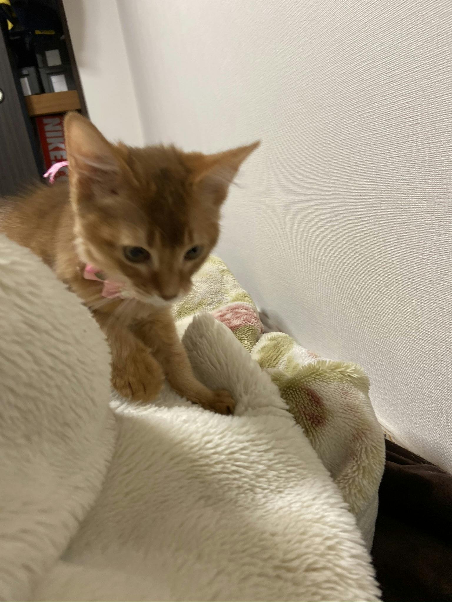 致死率99 9 猫伝染性腹膜炎 Fip にかかったマロンを救って下さい Campfire キャンプファイヤー
