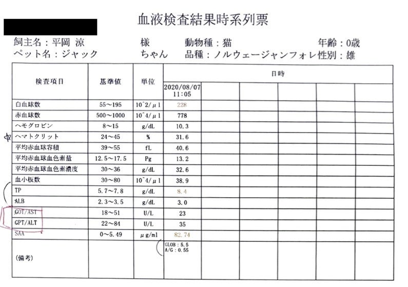 致死率99.9%】猫伝染性腹膜炎（FIP）を発症した「ジャック」にご支援 