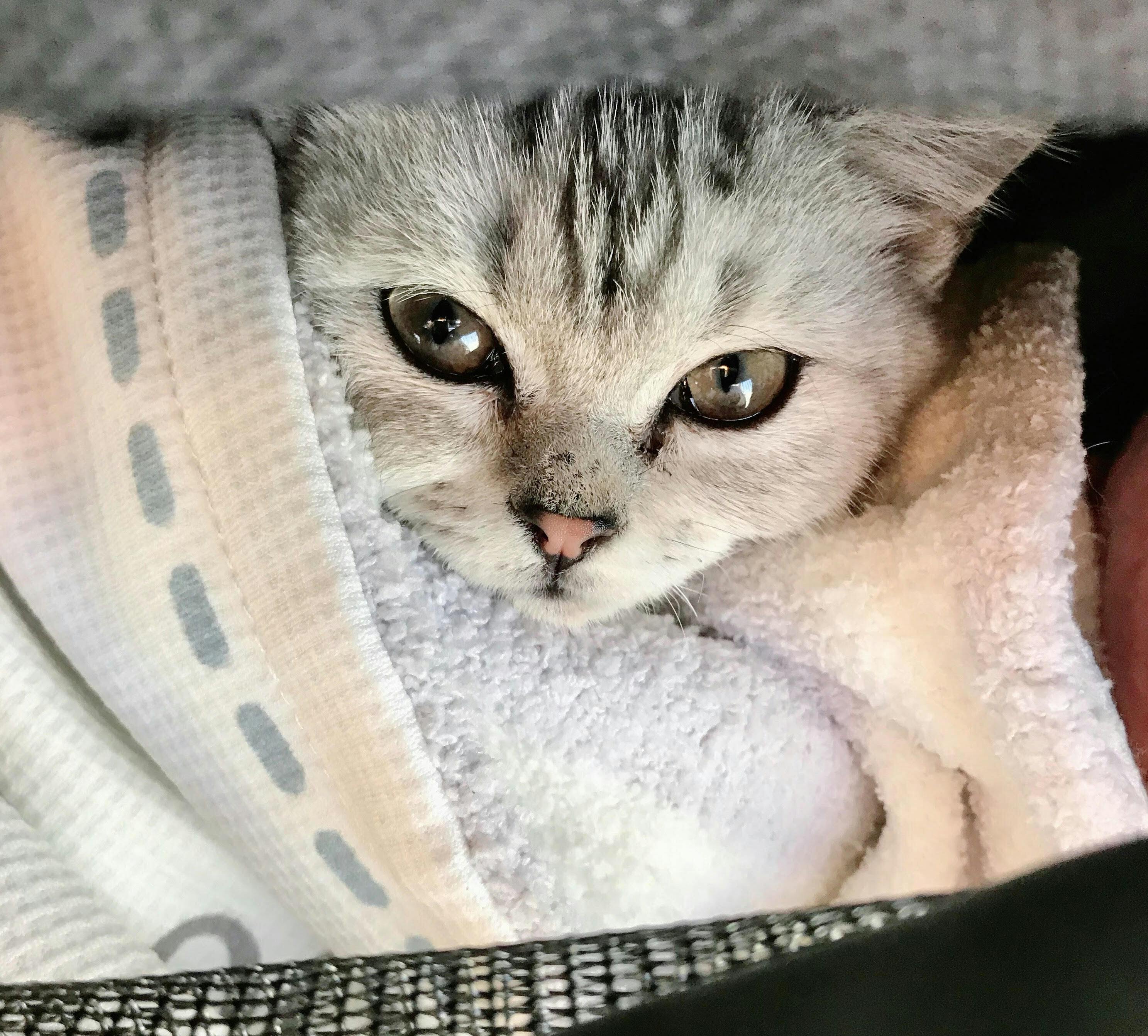 致死率99 の難病 猫伝染性腹膜炎 Fip と闘う子猫にどうか力をお貸しください Campfire キャンプファイヤー 致死率99 の難病 猫伝染性腹膜炎 Fip と闘う子猫にどうか力をお貸しください Campfire キャンプファイヤー