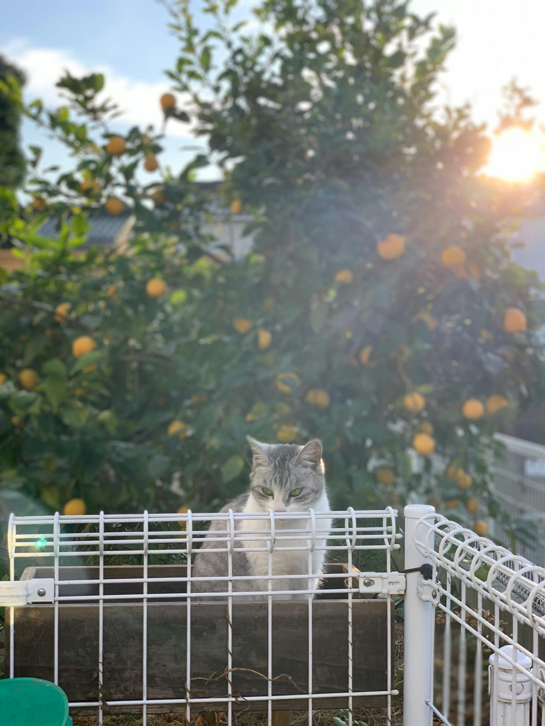 どうか助けて下さい 愛猫うずらの猫伝染性腹膜炎 Fip の治療費ご協力のお願い Campfire キャンプファイヤー