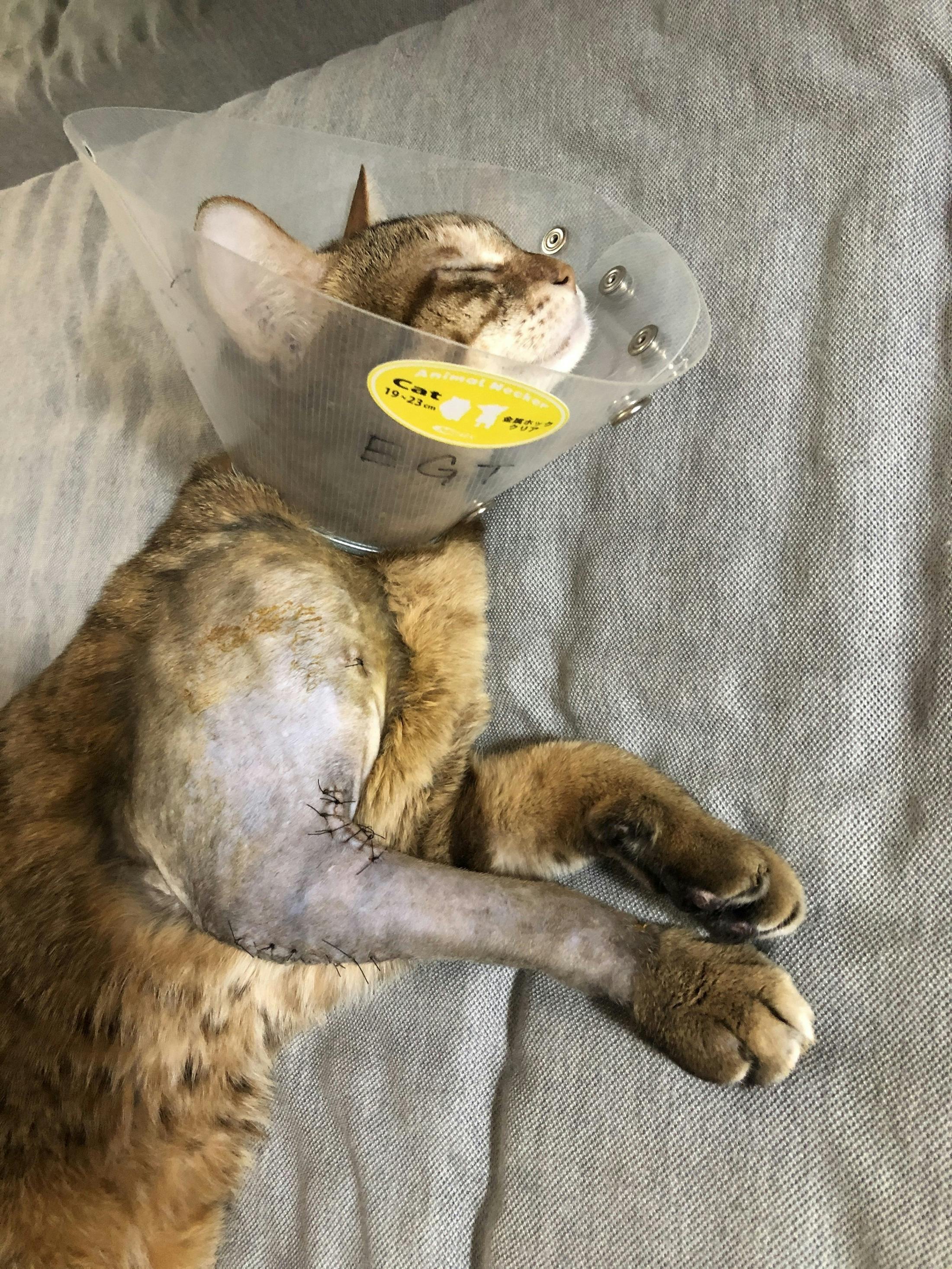 虐待 火をかけられた猫 足が折れても1週間放置された猫の治療費のご支援を Campfire キャンプファイヤー 虐待 火をかけられた猫 足が折れても1週間放置された猫の治療費のご支援を Campfire キャンプファイヤー