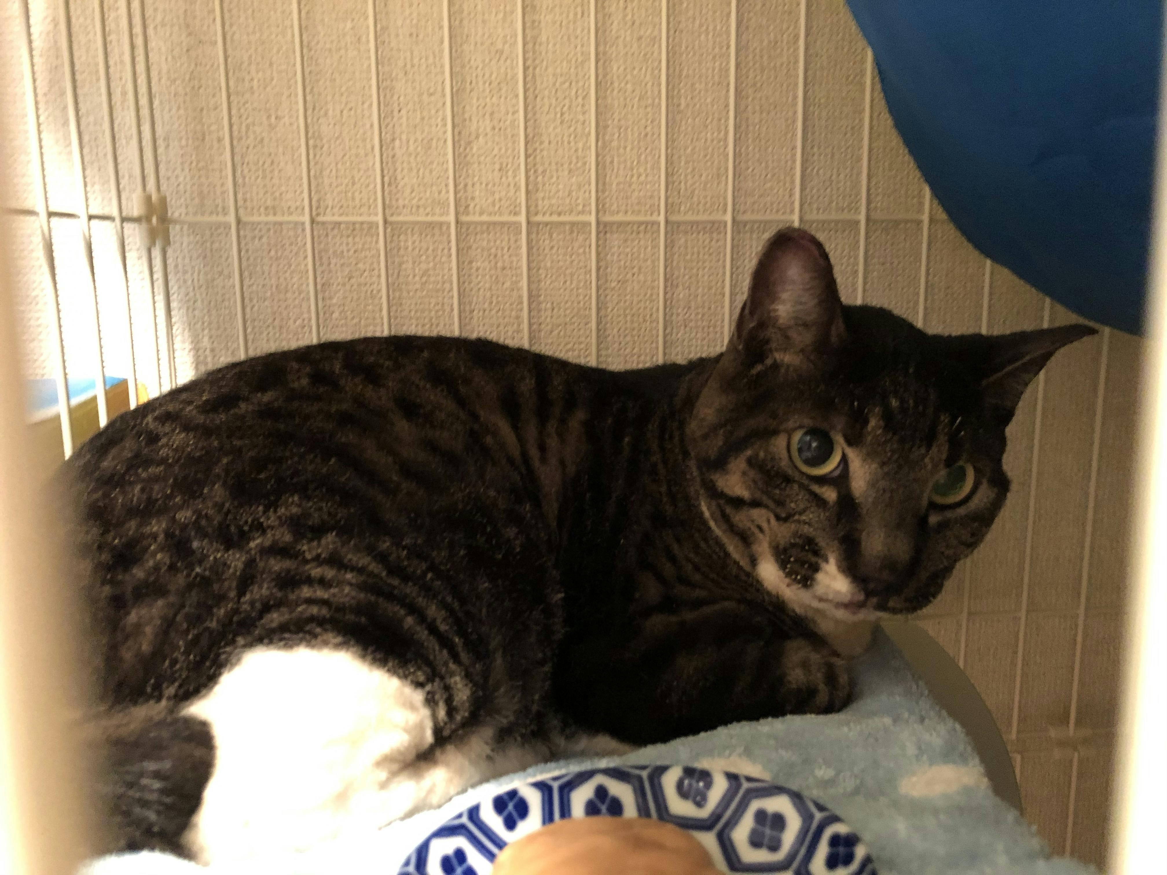 虐待 火をかけられた猫 足が折れても1週間放置された猫の治療費のご支援を Campfire キャンプファイヤー 虐待 火をかけられた猫 足が折れても1週間放置された猫の治療費のご支援を Campfire キャンプファイヤー