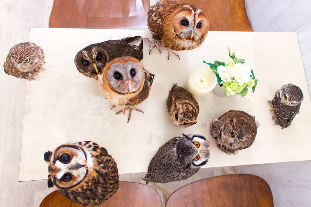 コロナに負けない フクロウカフェ アキバフクロウ 存続プロジェクト Campfire キャンプファイヤー コロナに負けない フクロウカフェ アキバフクロウ 存続プロジェクト Campfire キャンプファイヤー