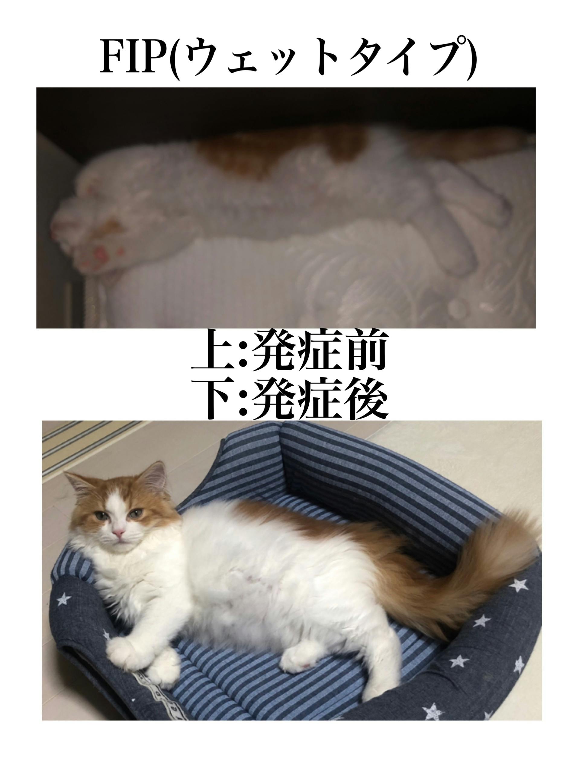 お迎えして2ヶ月の子猫 致死率90 以上の難病 Fip 数日 1ヶ月の余命宣告 Campfire キャンプファイヤー お迎えして2ヶ月の子猫 致死率90 以上の難病 Fip 数日 1ヶ月の余命宣告 Campfire キャンプファイヤー