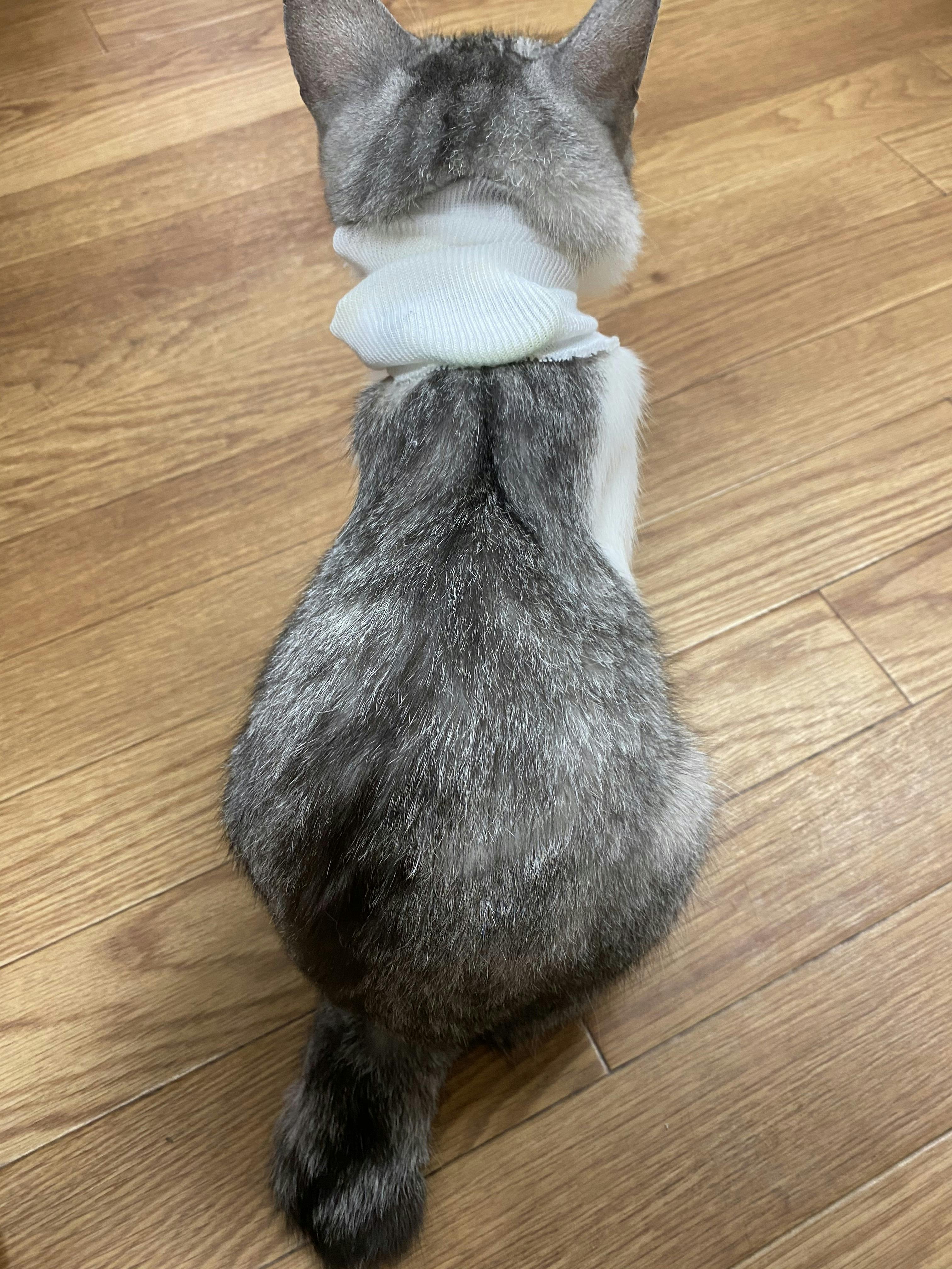 どうか助けて下さい】愛猫うずらの猫伝染性腹膜炎（FIP）の治療費ご 