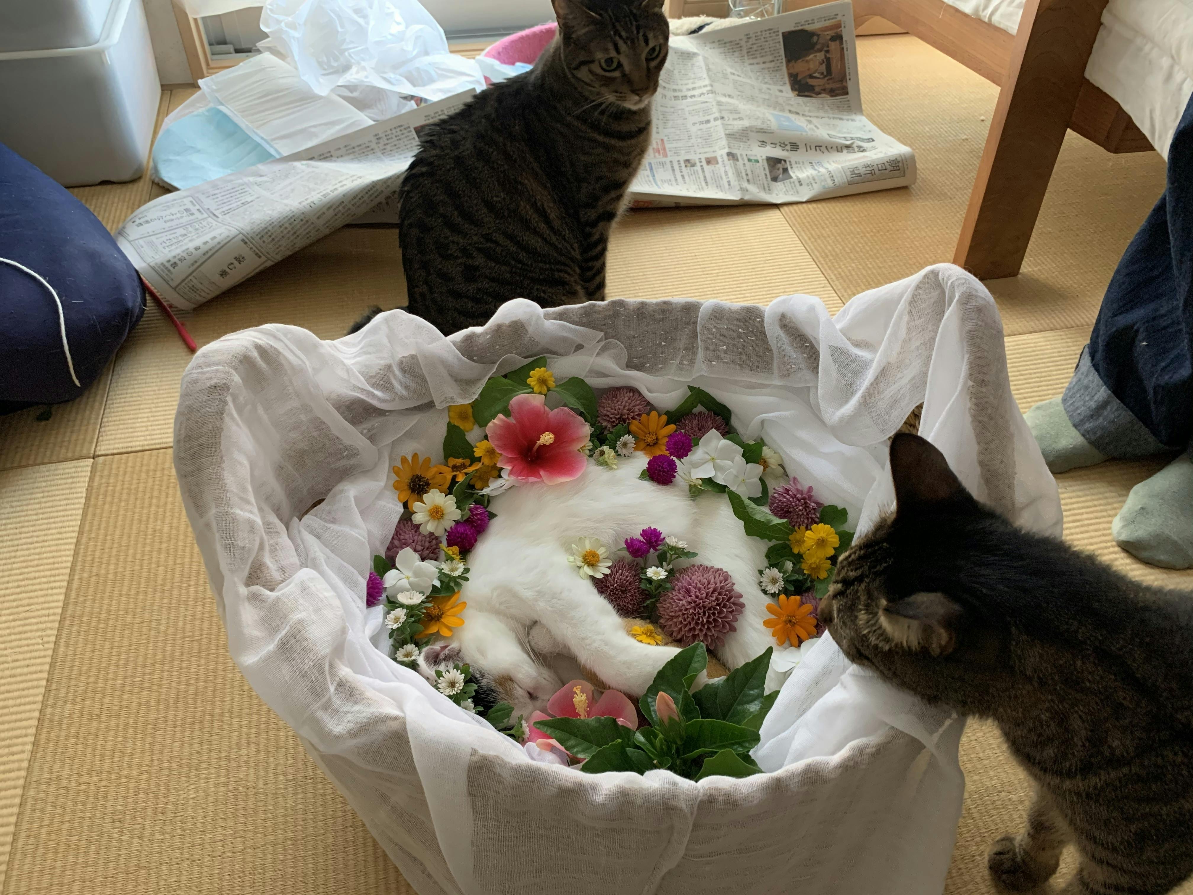 お母さん猫と3匹の子猫達 を保護して里親を探してあげたい Campfire キャンプファイヤー