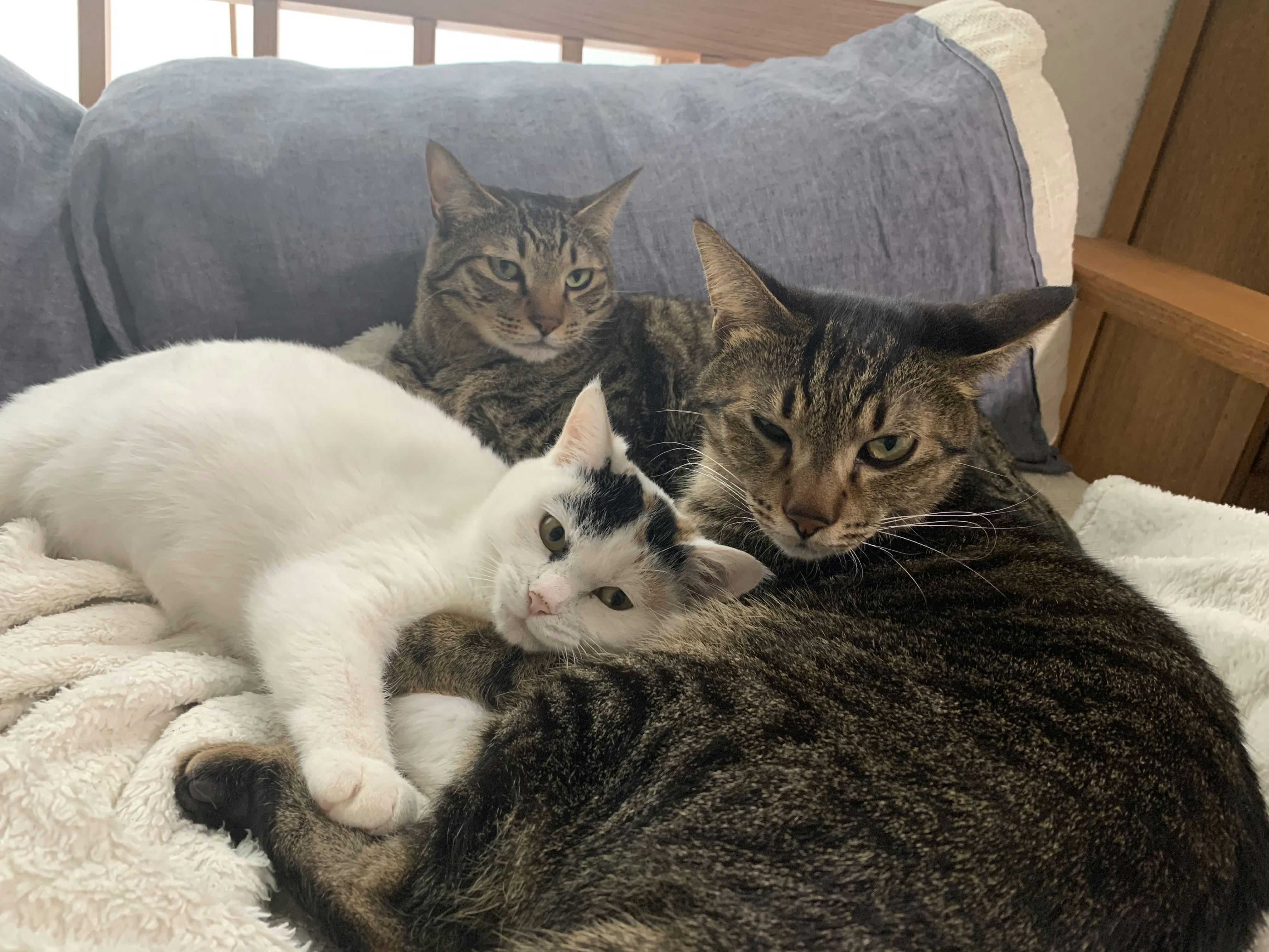 お母さん猫と3匹の子猫達 を保護して里親を探してあげたい Campfire キャンプファイヤー お母さん猫と3匹の子猫達 を保護して里親を探してあげたい Campfire キャンプファイヤー