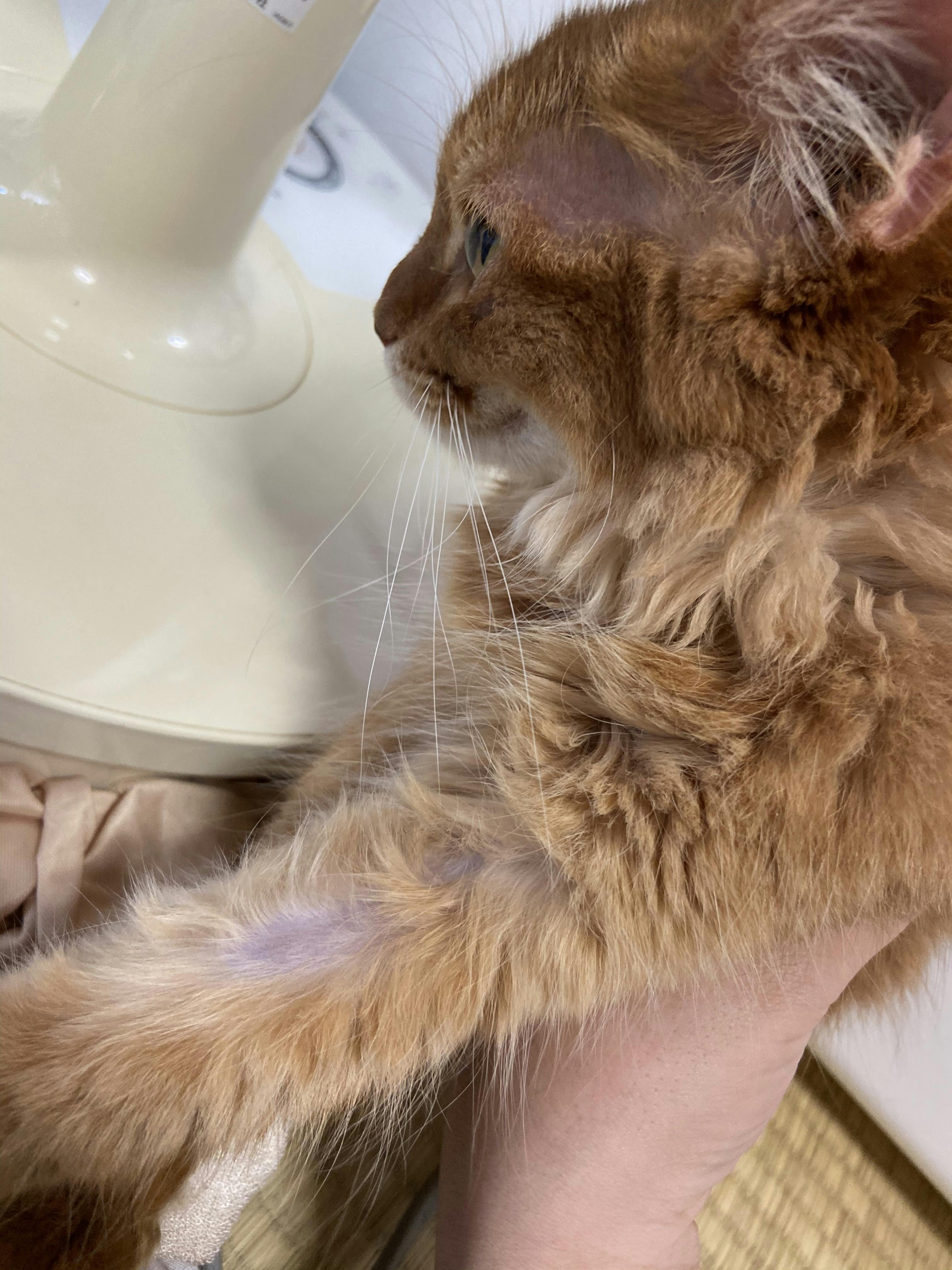 致死率99.9%猫伝染性腹膜炎（FIP）にかかったマロンを救って下さい 