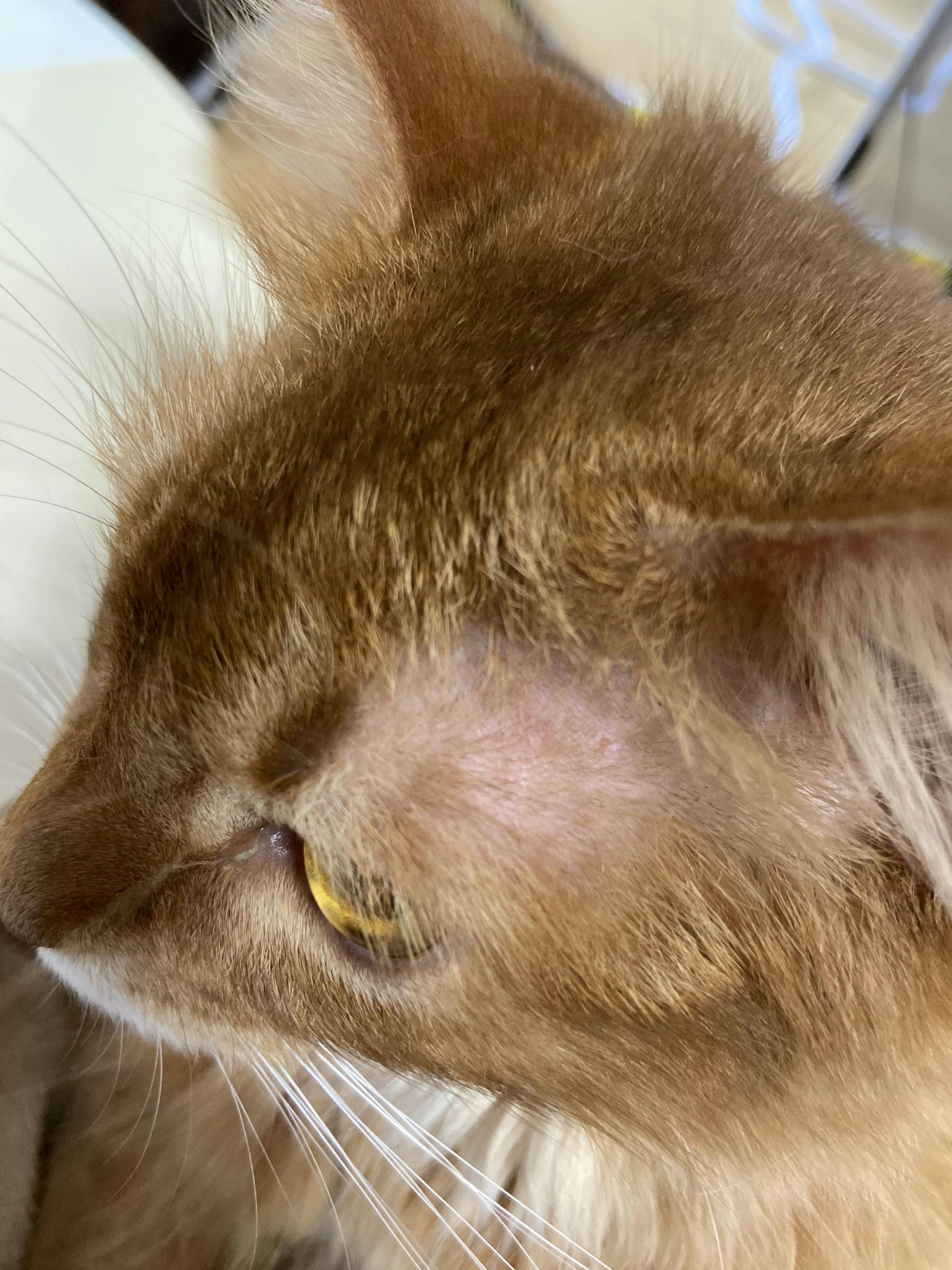 致死率99 9 猫伝染性腹膜炎 Fip にかかったマロンを救って下さい Campfire キャンプファイヤー 致死率99 9 猫伝染性腹膜炎 Fip にかかったマロンを救って下さい Campfire キャンプファイヤー