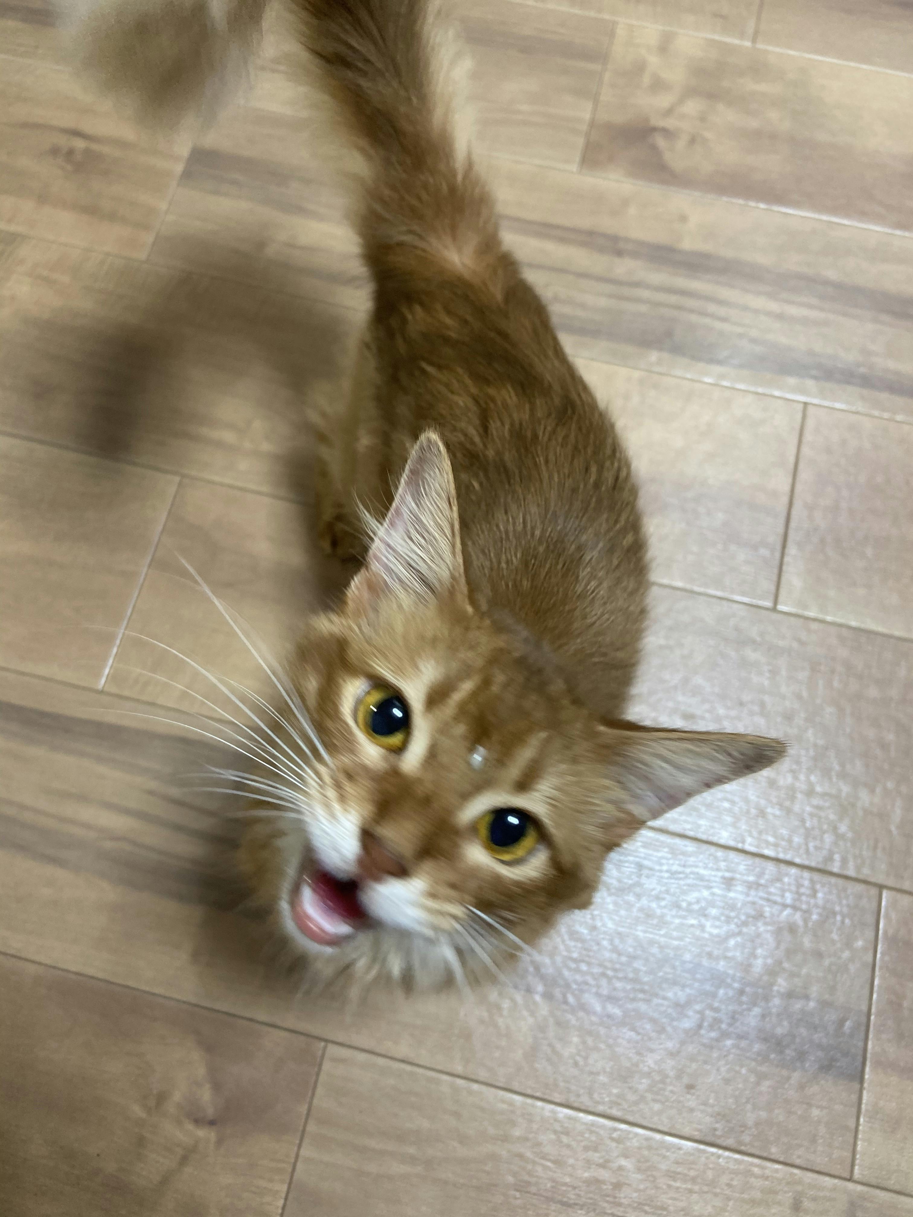 致死率99 9 猫伝染性腹膜炎 fip にかかったマロンを救って下さい