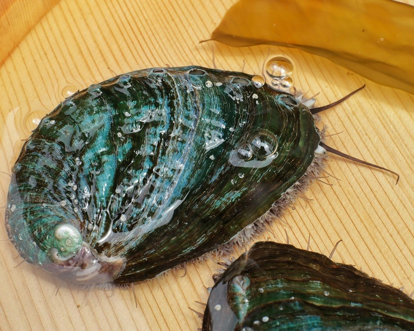 私の 活アワビ を届けたい 生の昆布だけ与えて育てた特別な風味 Campfire キャンプファイヤー 私の 活アワビ を届けたい 生の昆布だけ与えて育てた特別な風味 Campfire キャンプファイヤー