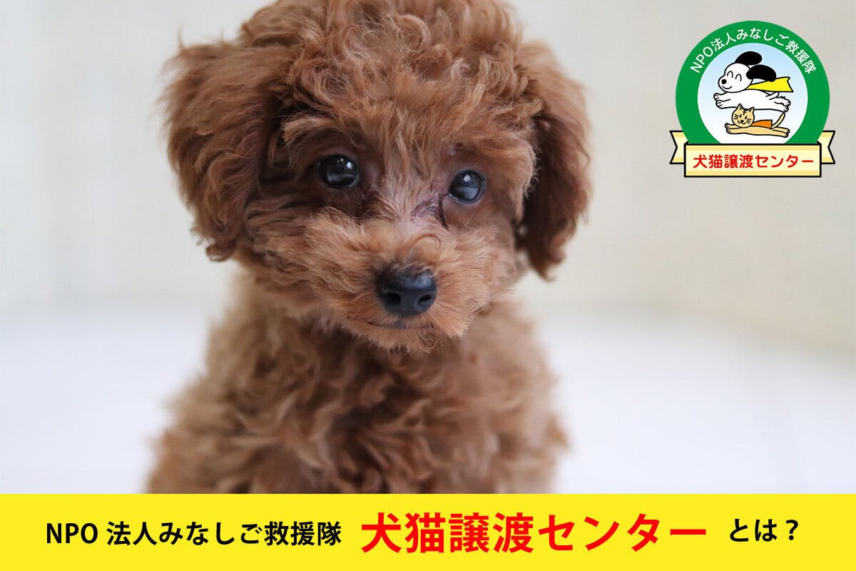 捨てられた犬猫たちの保護施設を完成させたい Campfire キャンプファイヤー