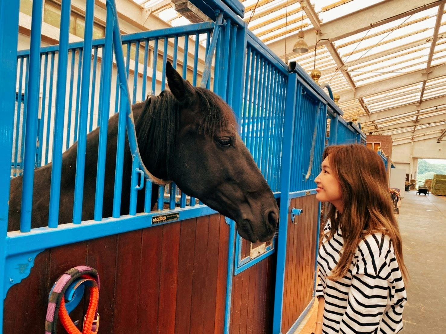 保護馬たちの輝けるセカンドライフと 殺処分のない未来を目指して Campfire キャンプファイヤー 保護馬たちの輝けるセカンドライフと 殺処分のない未来を目指して Campfire キャンプファイヤー