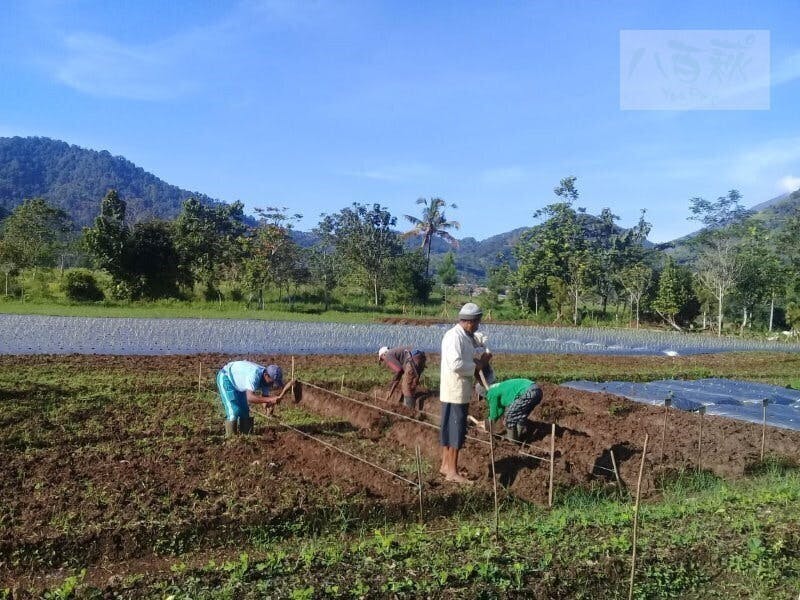 インドネシアで自然栽培の 学びの場 を Campfire キャンプファイヤー インドネシアで自然栽培の 学びの場 を Campfire キャンプファイヤー