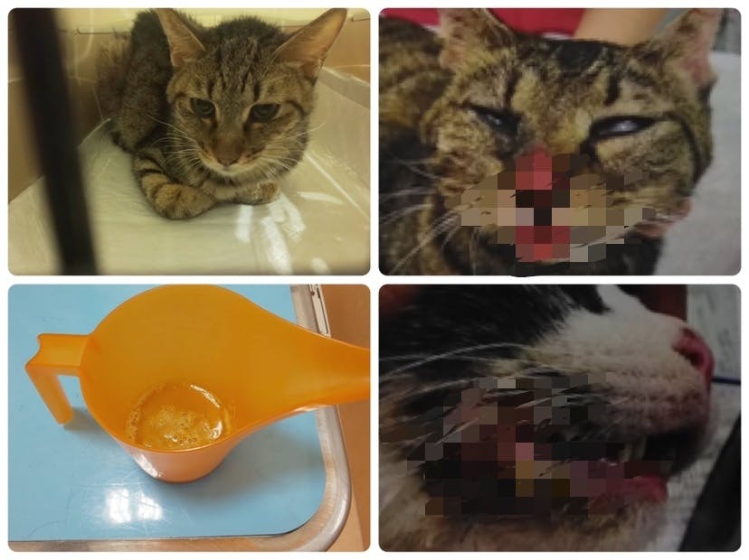 仙台猫56匹sos 56匹の猫を守り助ける為に 皆さまの力を貸してください Campfire キャンプファイヤー 仙台猫56匹sos 56匹の猫を守り助ける為に 皆さまの力を貸してください Campfire キャンプファイヤー