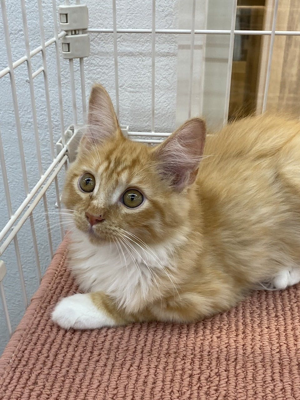 猫伝染性腹膜炎 Fip と闘う愛猫を助けたい どうかご支援お願いします Campfire キャンプファイヤー 猫伝染性腹膜炎 Fip と闘う愛猫を助けたい どうかご支援お願いします Campfire キャンプファイヤー
