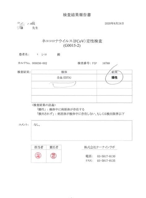 まだ5ヶ月 治療しなければ致死率100 の難病fipと闘う社ちゃんを助けたい Campfire キャンプファイヤー