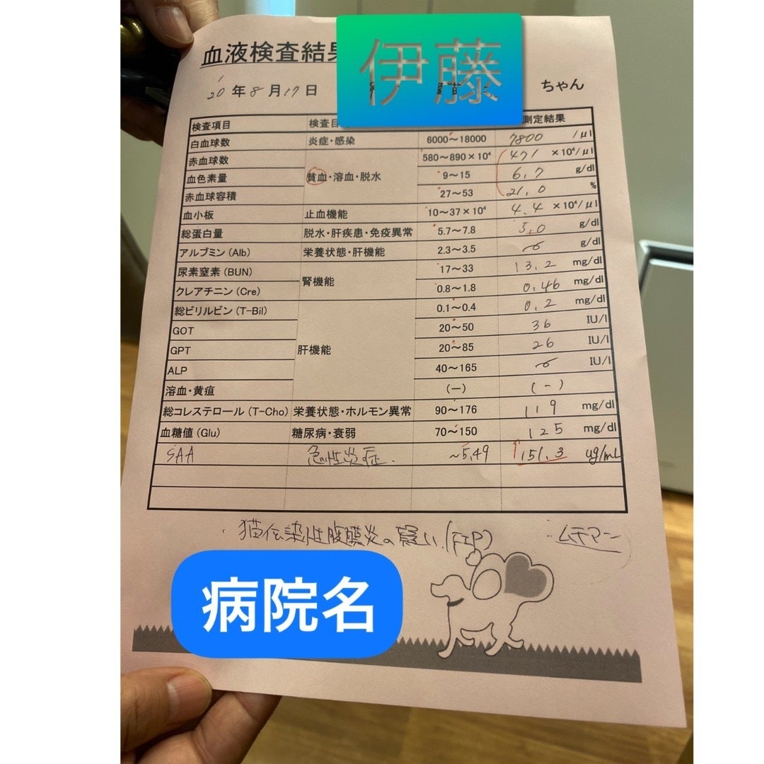助けてください 不治の病と言われるfip治療費のご支援お願いします Campfire キャンプファイヤー