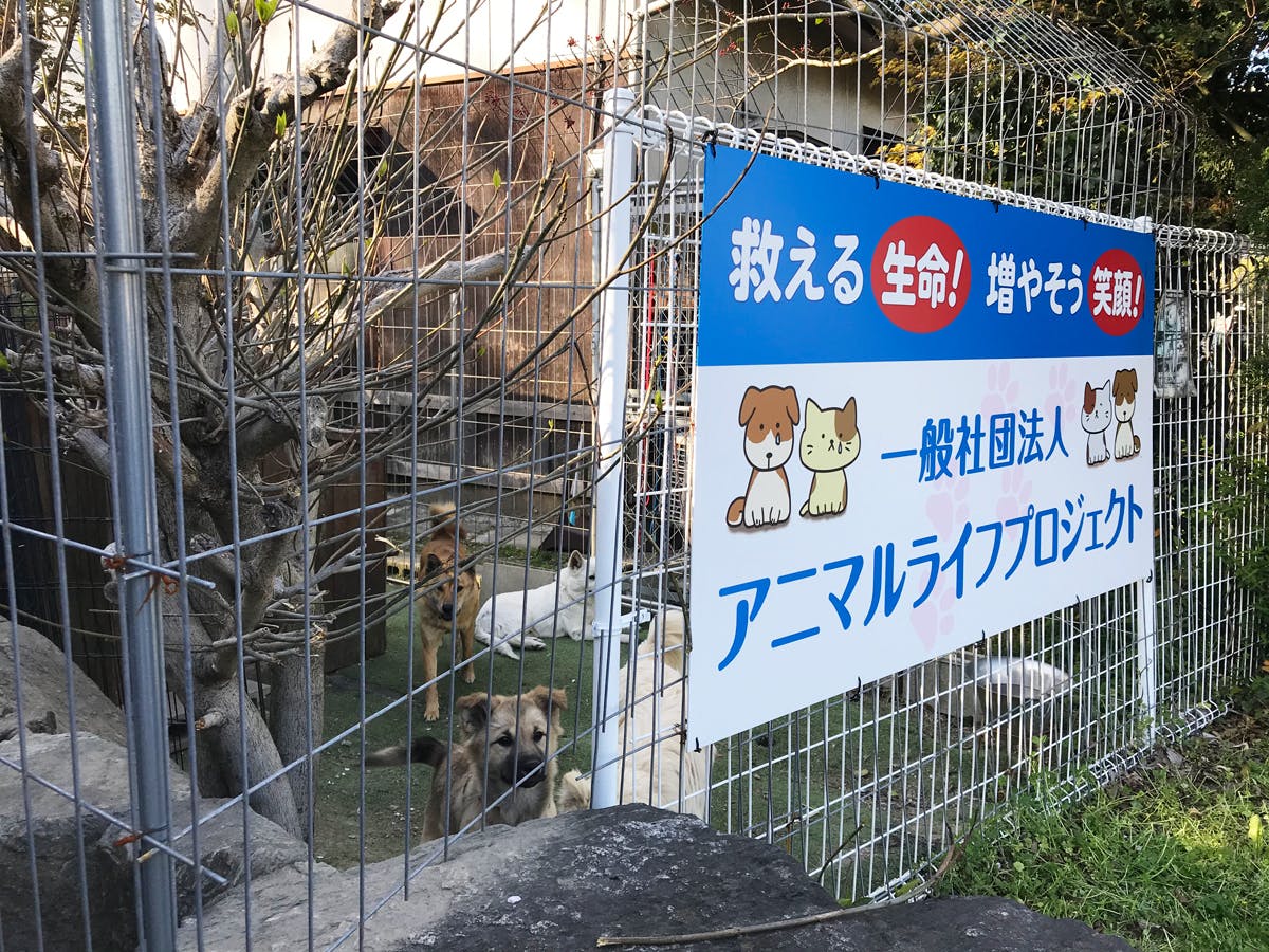 誰からも見放された猫や犬の命を救いたい 妨害に苦しむ真の動物保護団体に支援を Campfire キャンプファイヤー