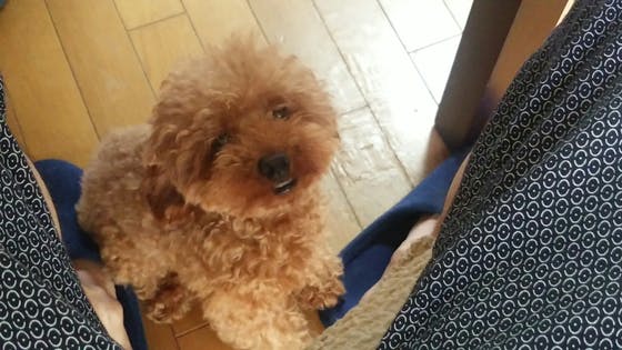 犬と小説家 Campfire キャンプファイヤー 犬と小説家 Campfire キャンプファイヤー