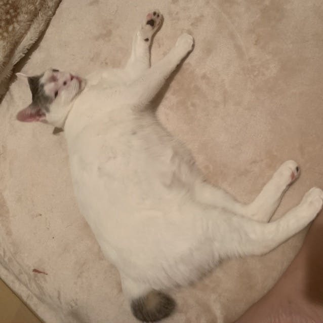 手術費 治療費のお願い 真菌と細菌に冒されても戦い続ける猫を救いたい アクティビティ Campfire キャンプファイヤー 手術費 治療費のお願い 真菌と細菌に冒されても戦い続ける猫を救いたい アクティビティ Campfire キャンプファイヤー
