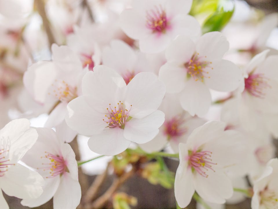俳句の世界では 花 と言えば 桜 を意味します Campfireコミュニティ