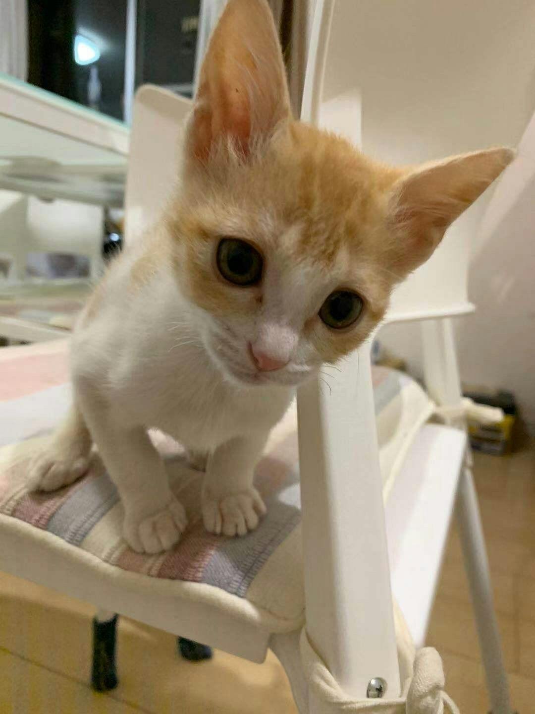 伝染性腹膜炎 Fip の5か月の子猫を助けてください Campfire キャンプファイヤー 伝染性腹膜炎 Fip の5か月の子猫を助けてください Campfire キャンプファイヤー