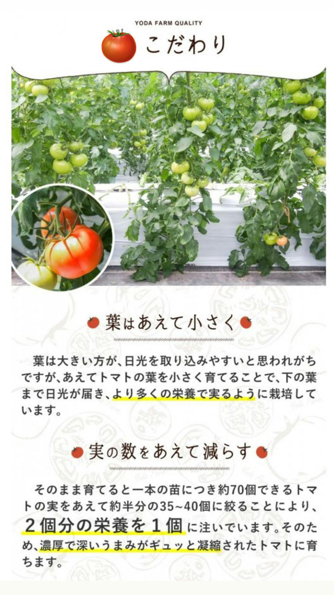 本日はリターンのヨダファーム様のトマト栽培のこだわりをご紹介 ...
