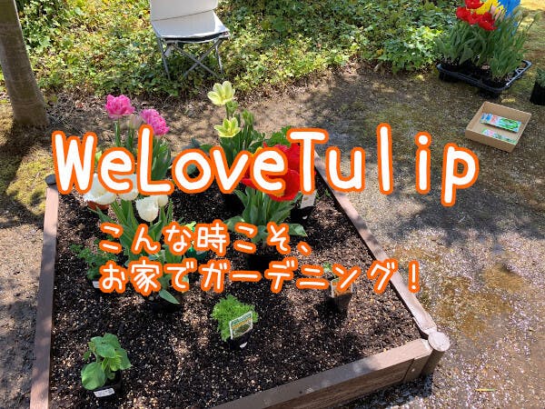 We Love Tulip お家でガーデニング こんな時こそ お花でスマイル アクティビティ Campfire キャンプファイヤー