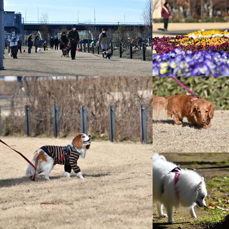 飼い主は犬の 心の港 を目指して Campfire キャンプファイヤー